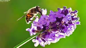 Bees lavender