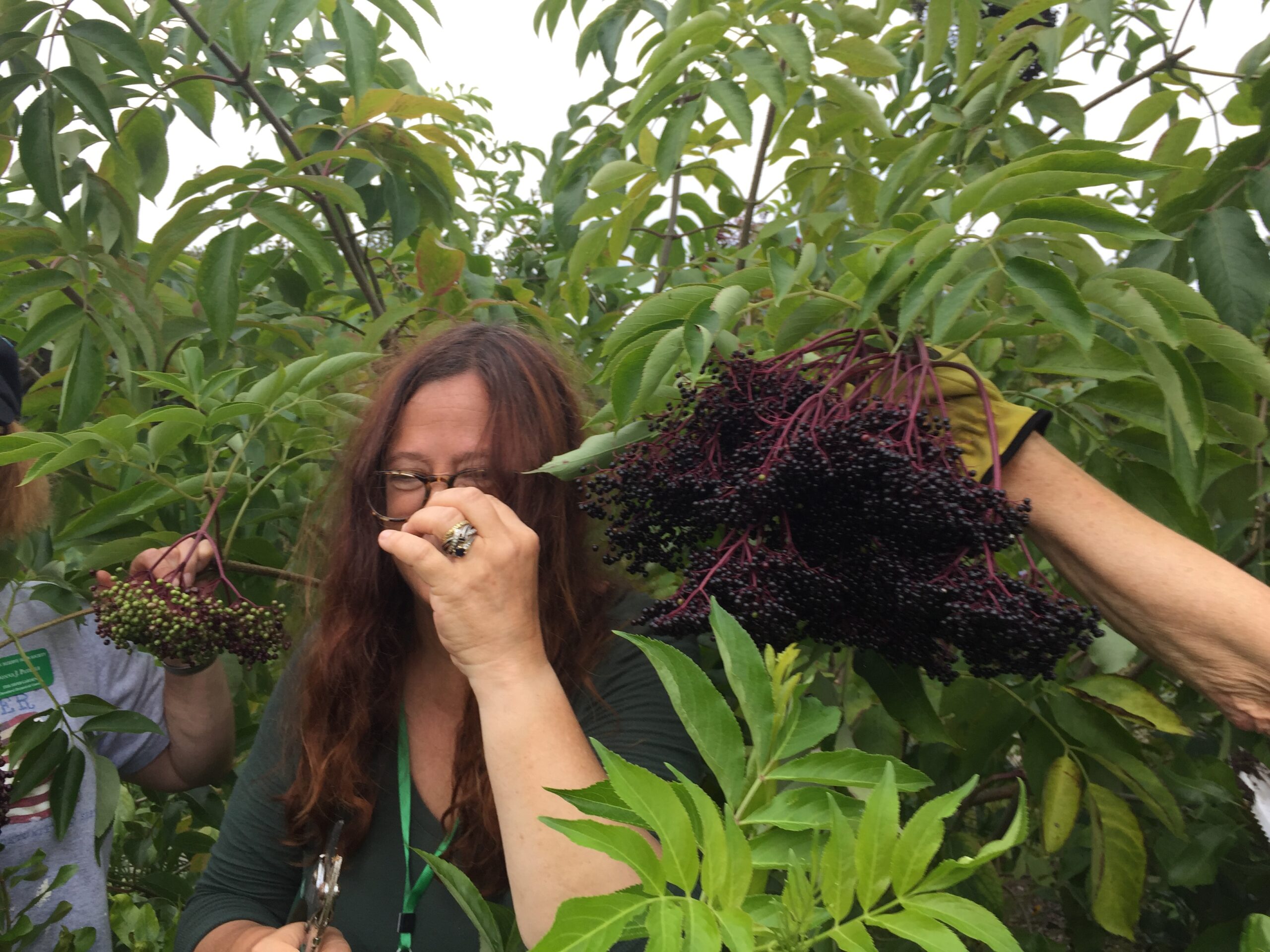 Beth with elderberries