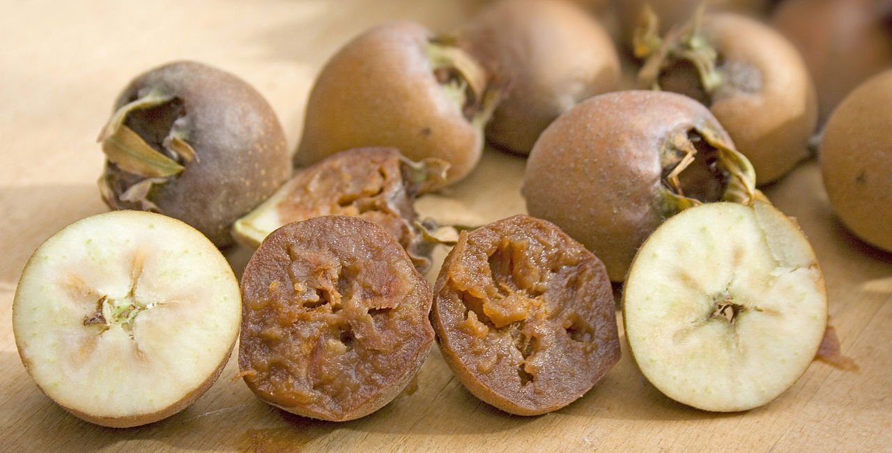 Unripe and bletted (or ripe) medlar fruit