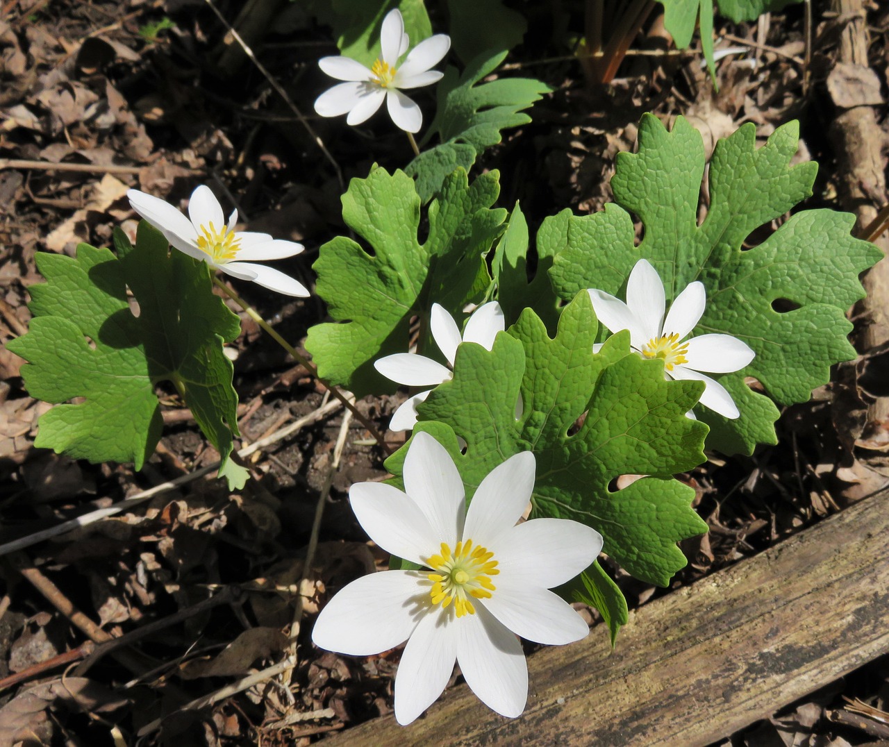 Bloodroot