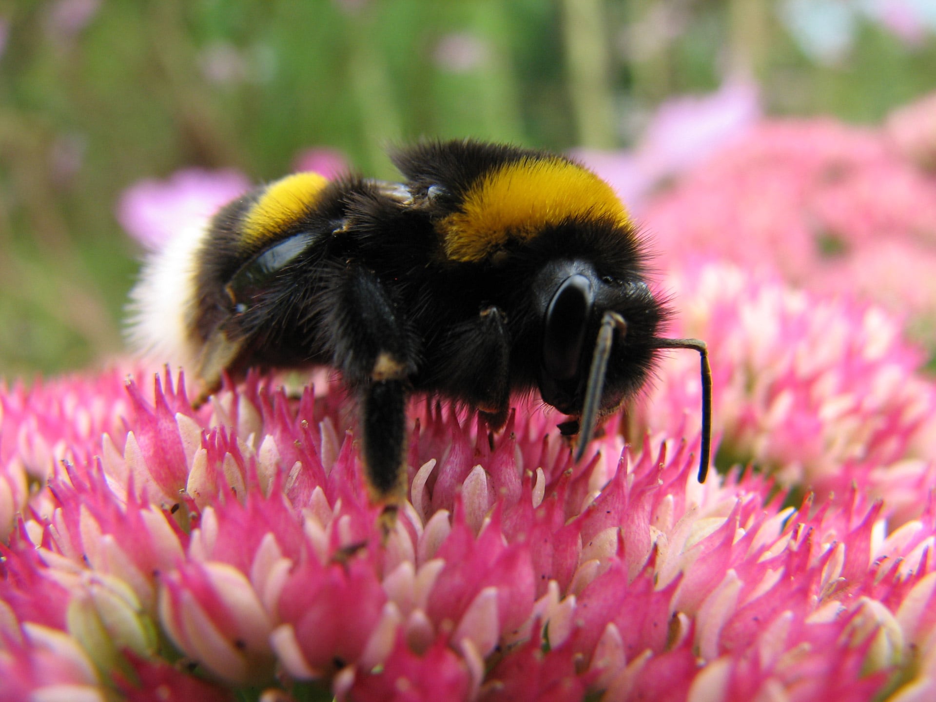 Bumblebee on a pink flower
