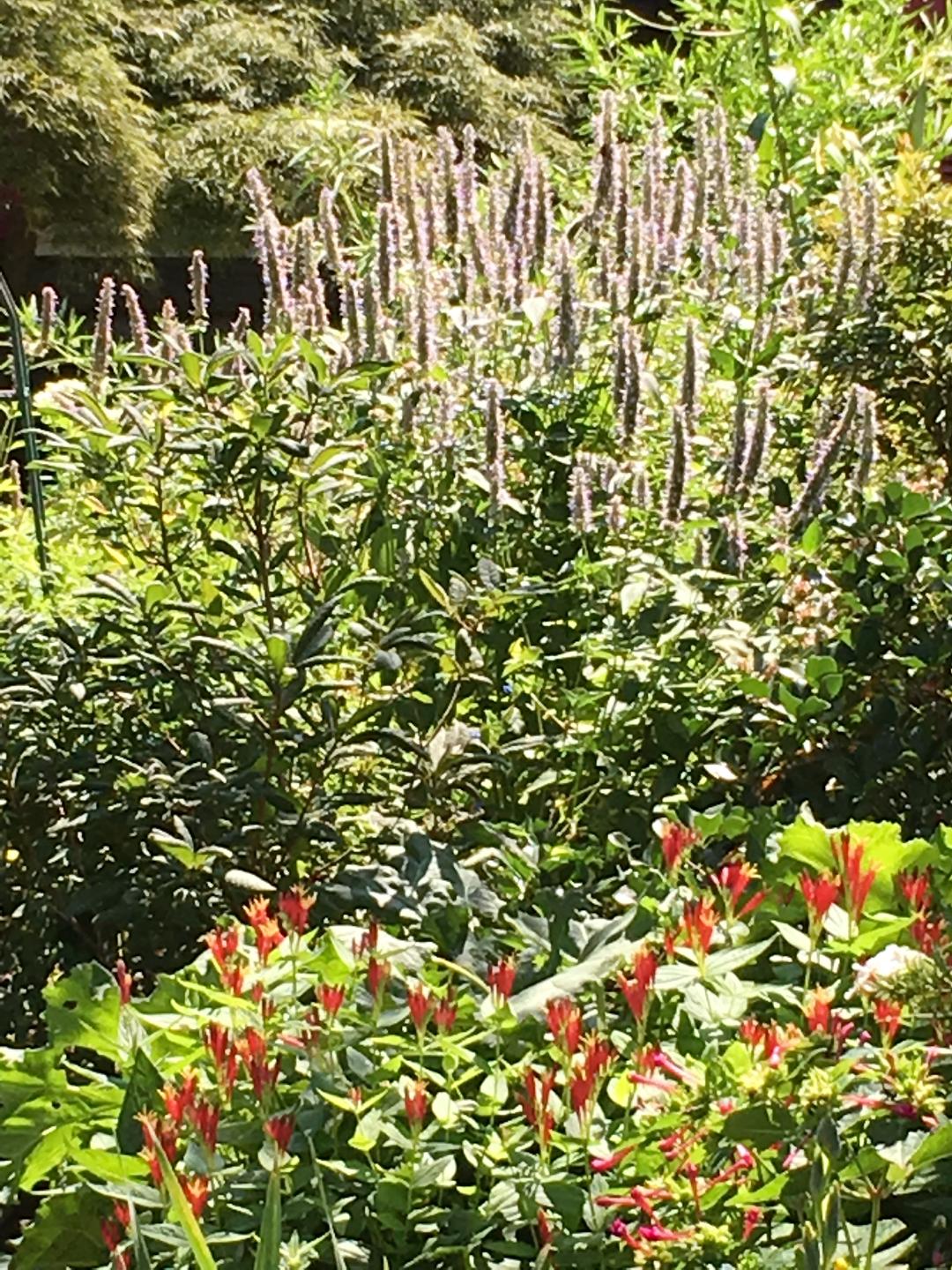 Agastache bunche
