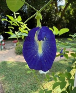 Butterfly Pea – Herb of the Month