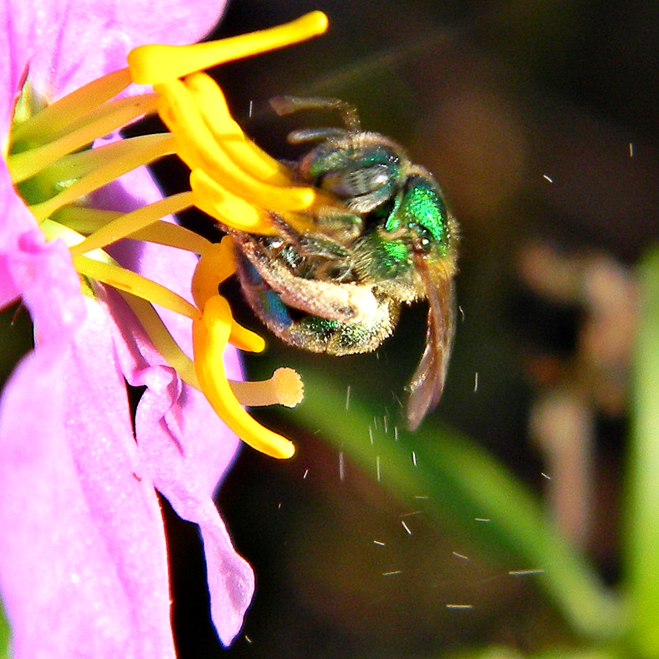 Greenish halictid bee on a purple flower