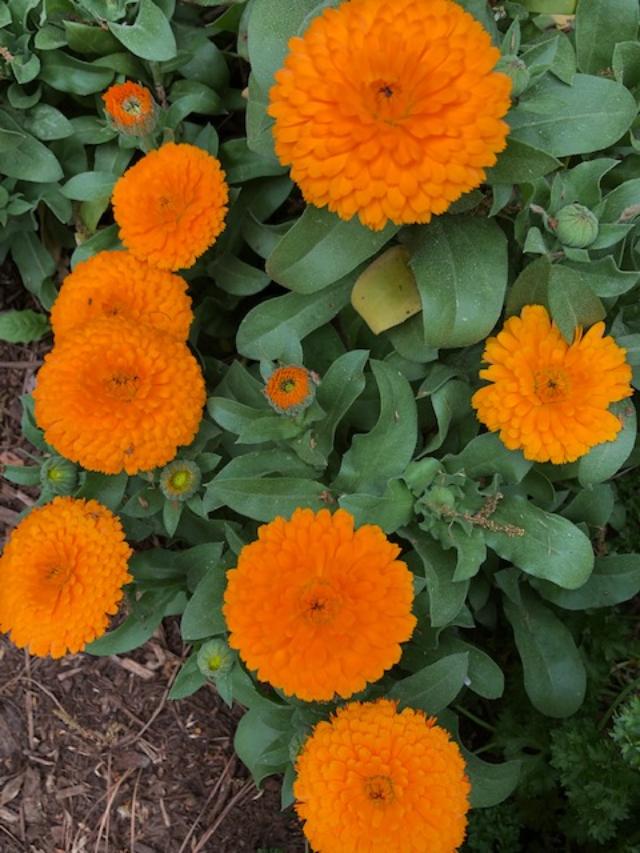Orange flowers against dark green leaves