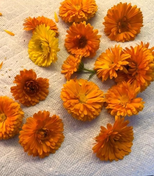 Orange flowers on white paper towel
