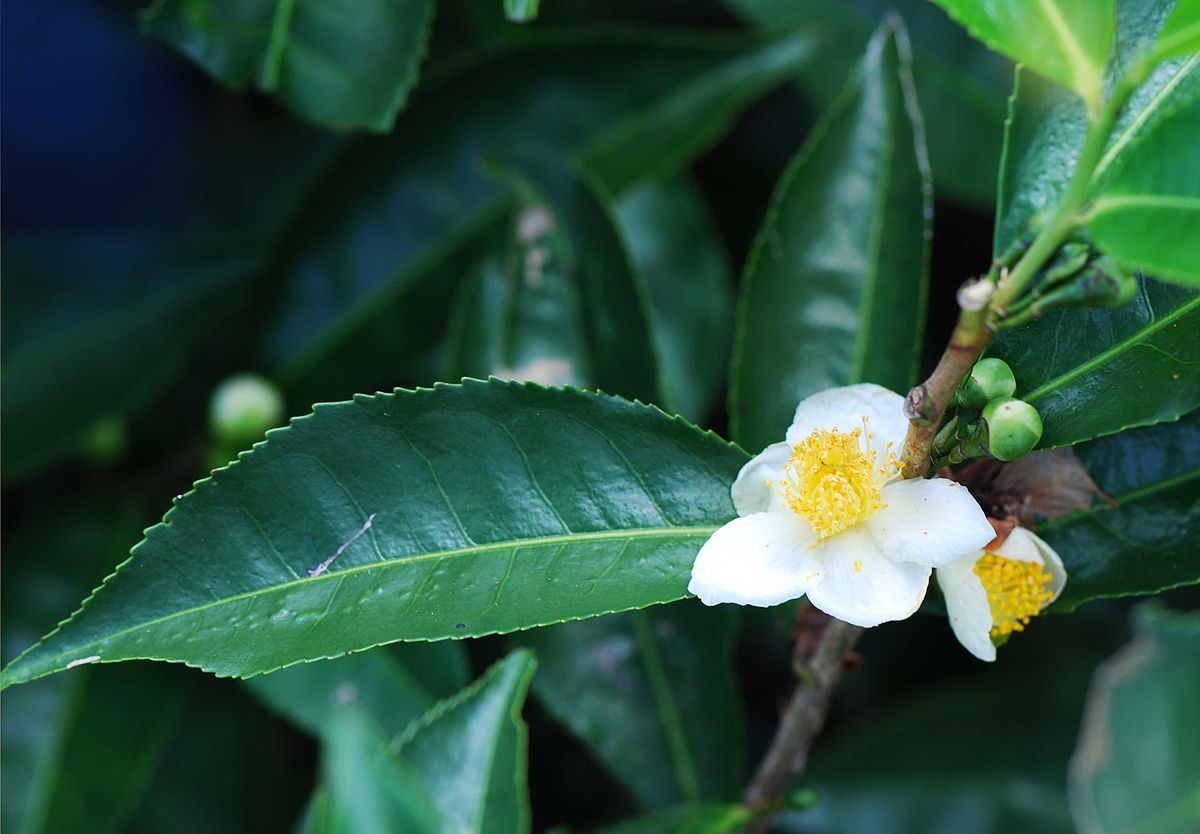 Camellia_sinensis_Bois_Cheri by Pancrat via Wikipedia Commons