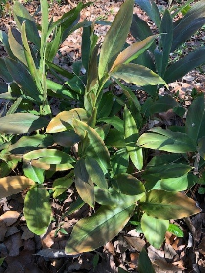 cardamom