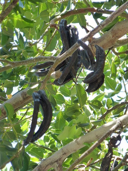 carob, Nevit Dilmen