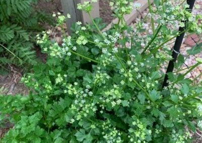 Cutting Celery: A Kitchen Staple in the Garden