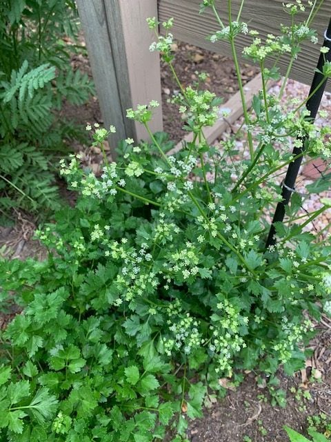Cutting Celery: A Kitchen Staple in the Garden