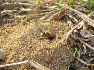 Cellophane bee in soil-300x225 by NY State IPM Program at Cornell University Cellophane bee emerging from a ground nest