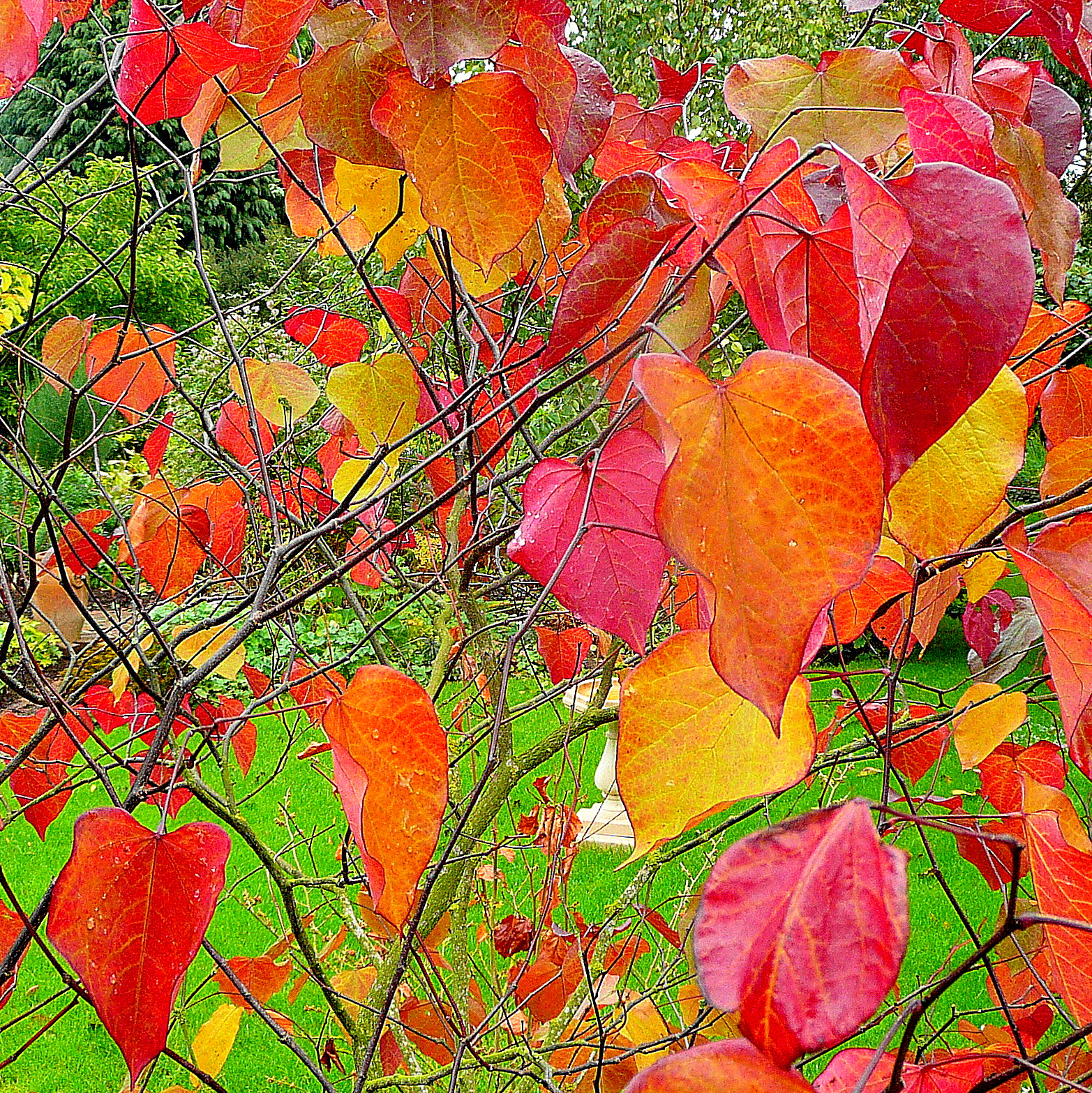 Cercis_canadensis,_Forest_Pansy_-_geograph by Jonathan Billinger