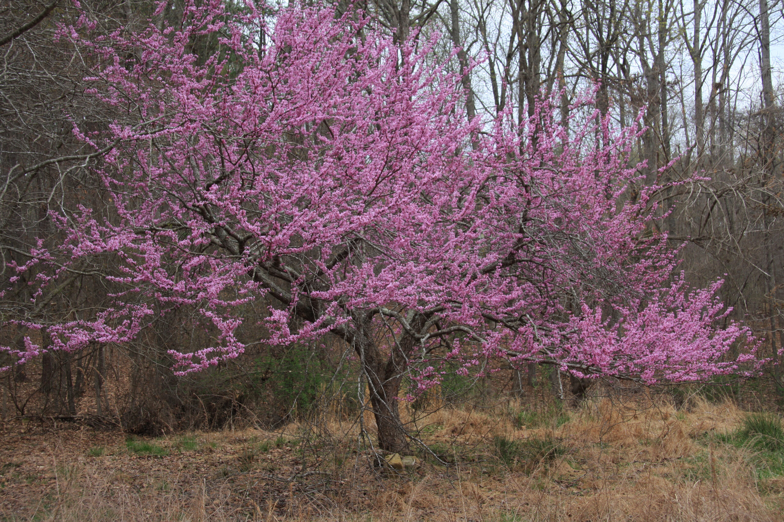 Eastern redbud in full bloom with small pink blossoms