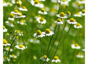 chamomile