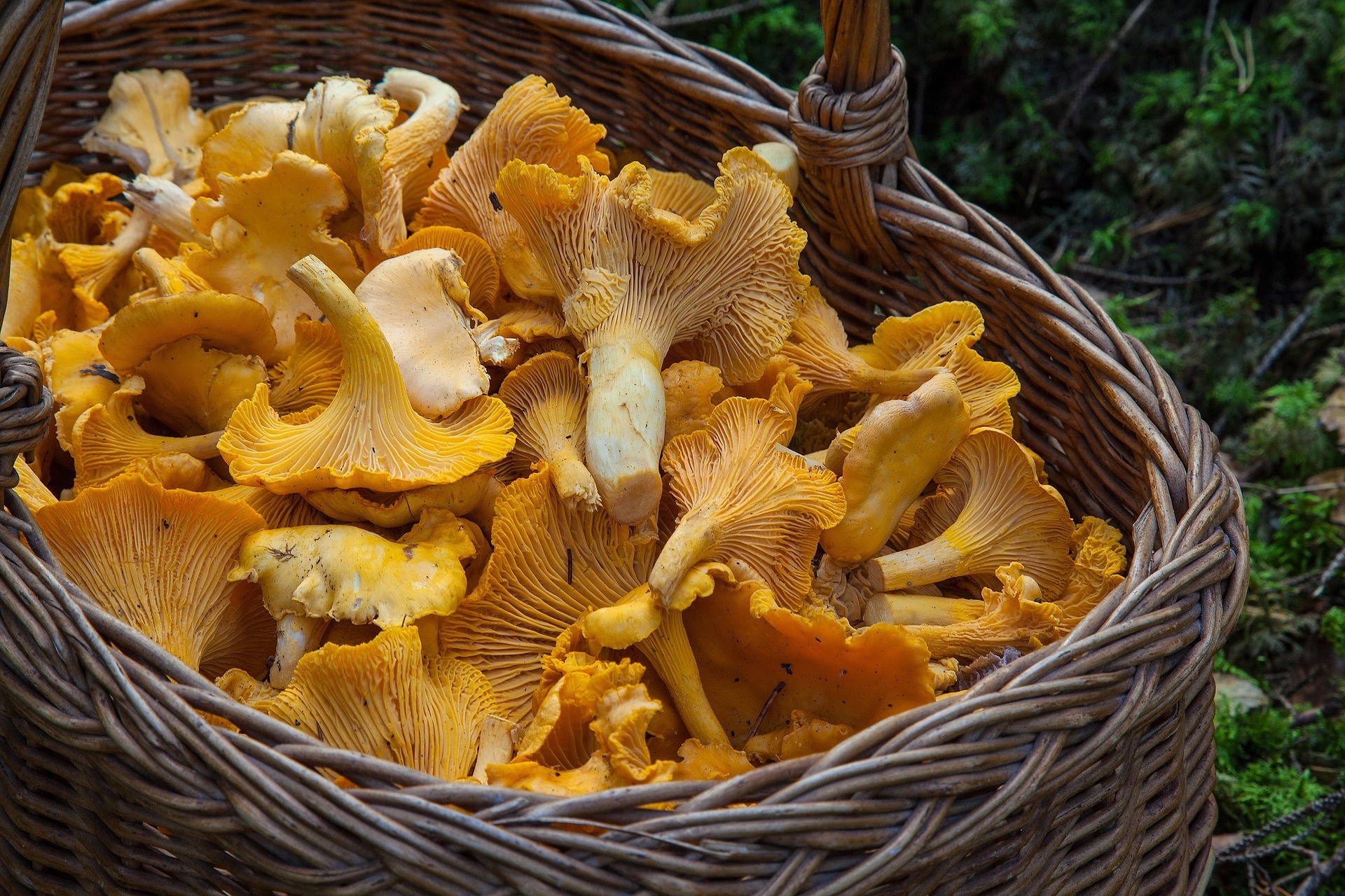 chanterelle mushrooms - most popular of edible varieties