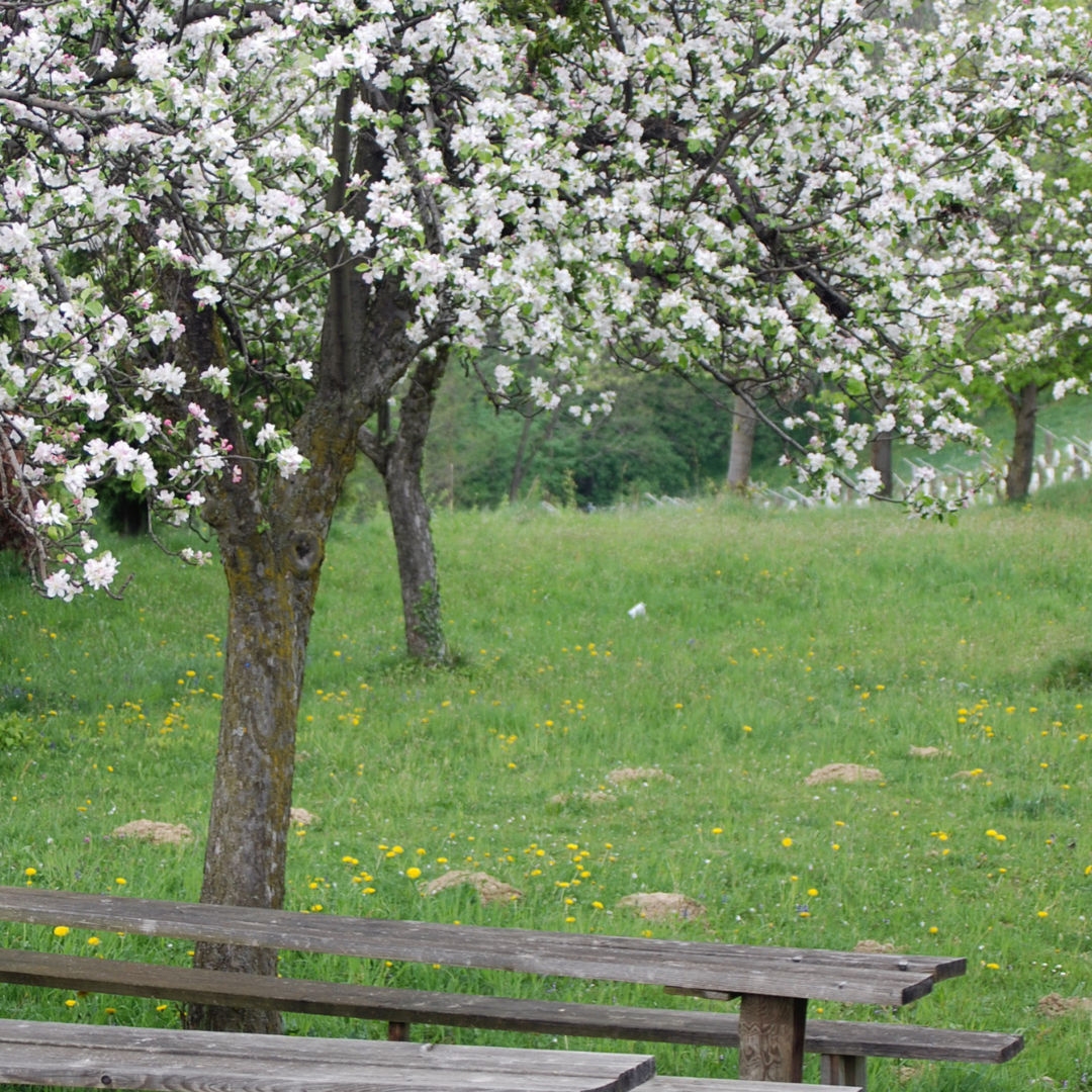 Cherry blossom (4)