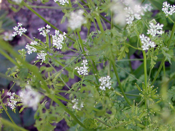 chervil