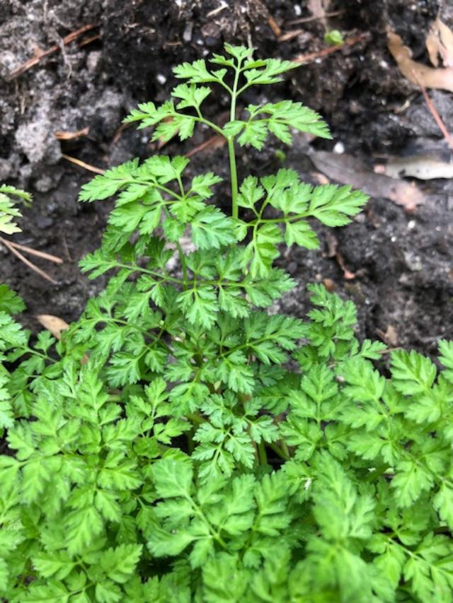 chervil plant