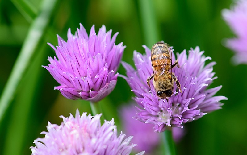 A bee sits on purple chive flowers