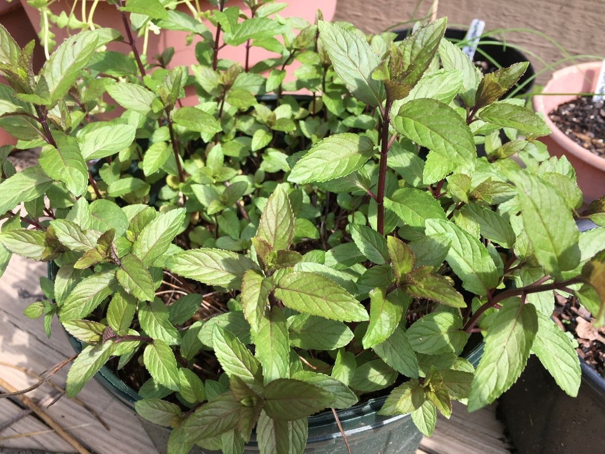 A pot of dark stemmed chocolate mint sits on a porch
