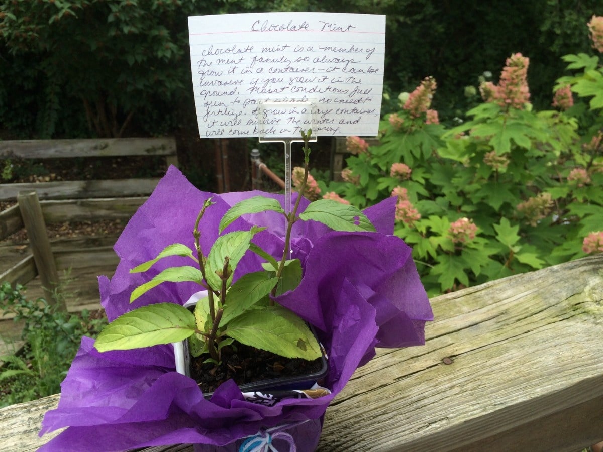 A small pot of chocolate mint wrapped in purple tissue paper, with a recipe card attached