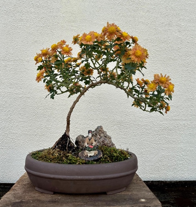 Chrysanthemum bonsai
