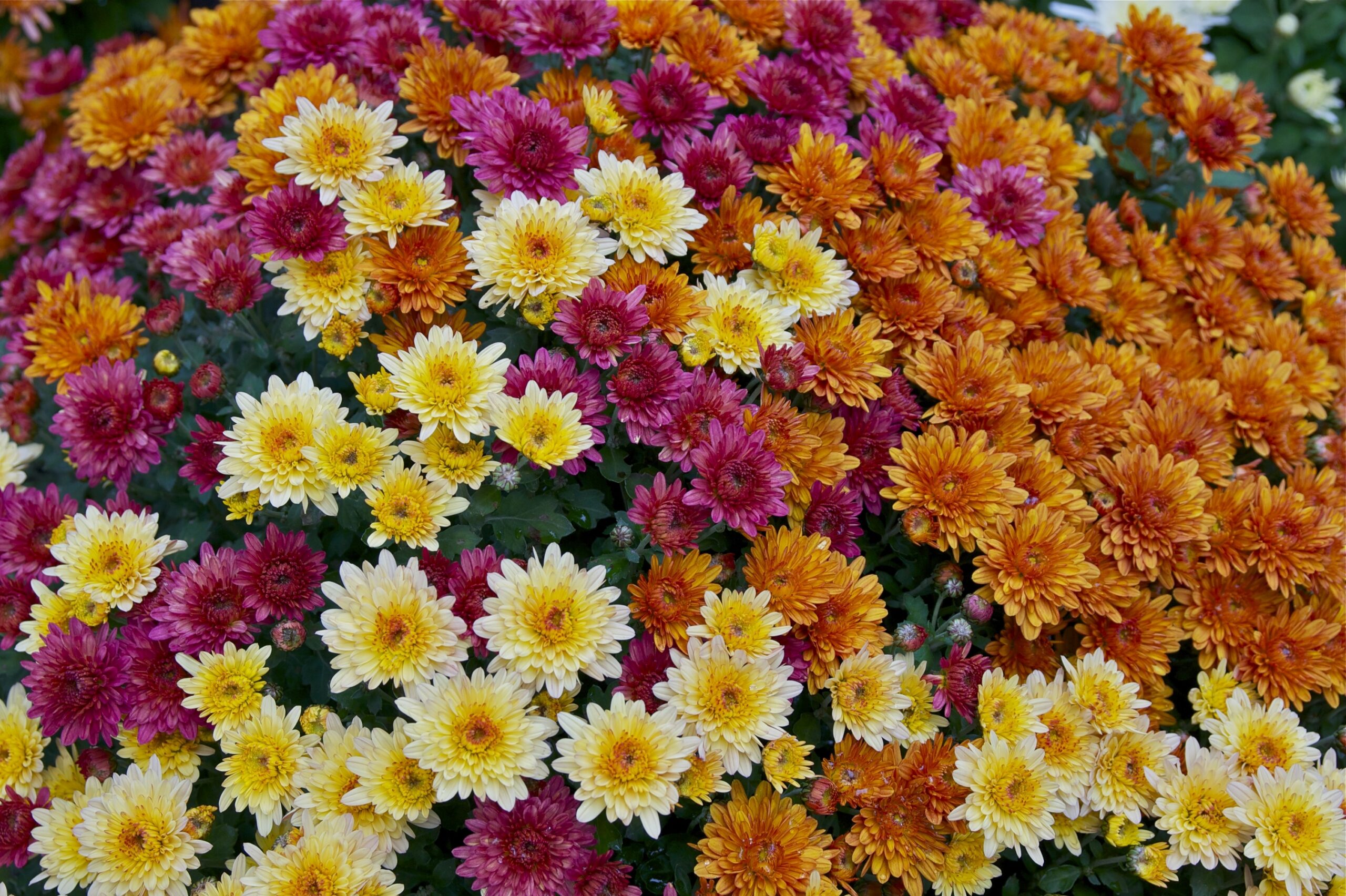 Yellow, orange, and purple chrysanthemums