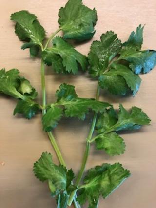 Cilantro leaves