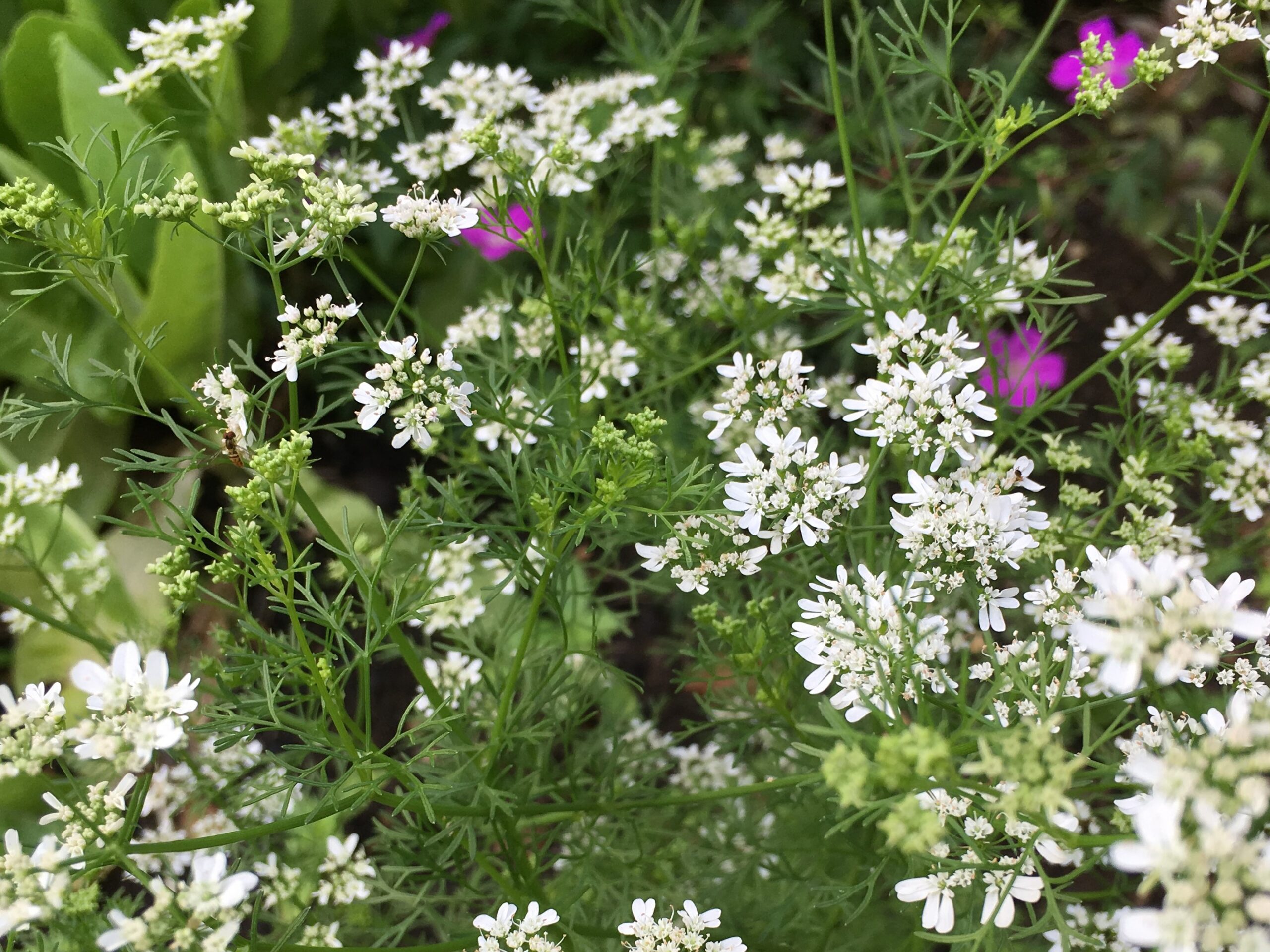 cilantro with hover fly