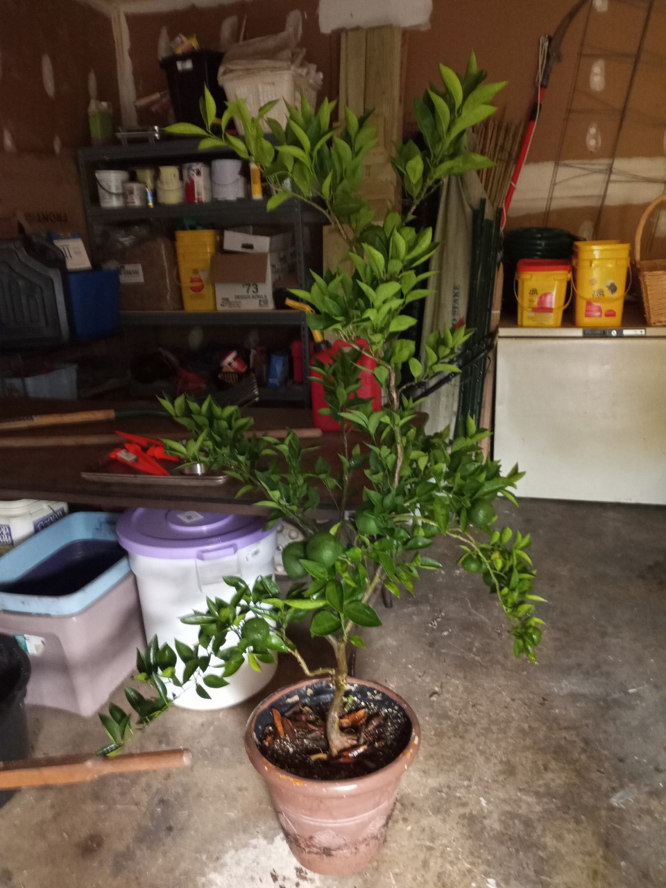 Mandarin orange container in garage