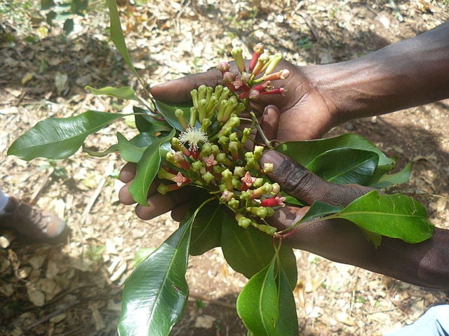 Hands holding clove flowers and leaves