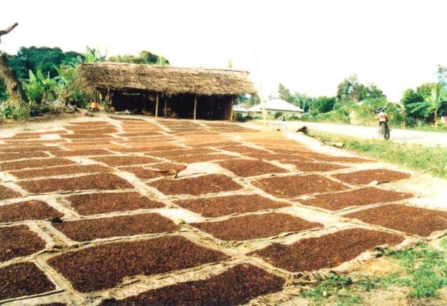 Cloves drying on Pemba Island