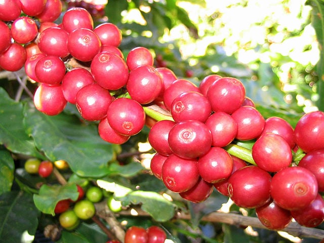 Coffee cherries close-up