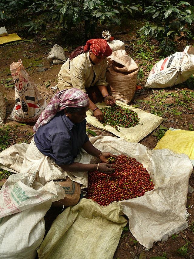 Coffee harvest