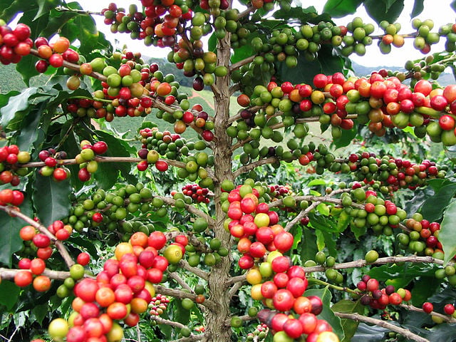 Coffee tree with fruit