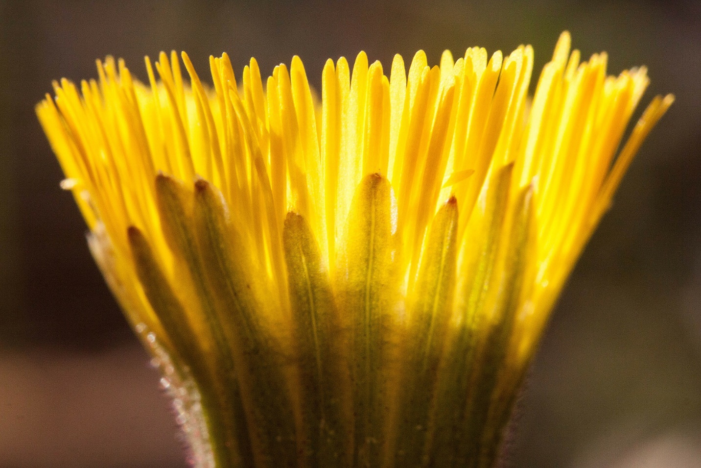 Coltsfoot