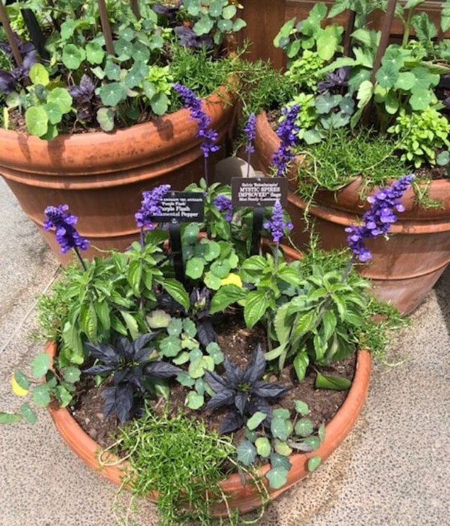 container, herbs
