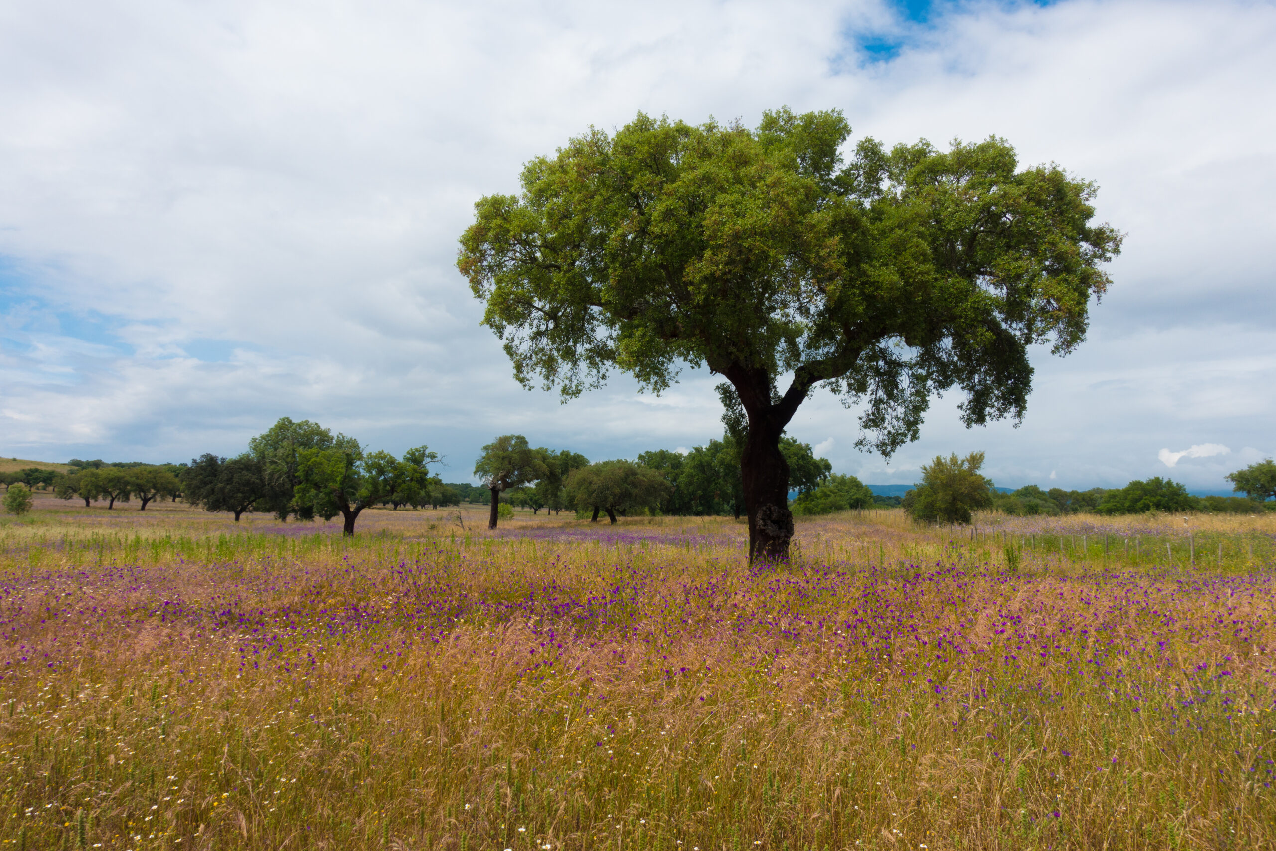Cork oak (Quercus suber) in its natural environment