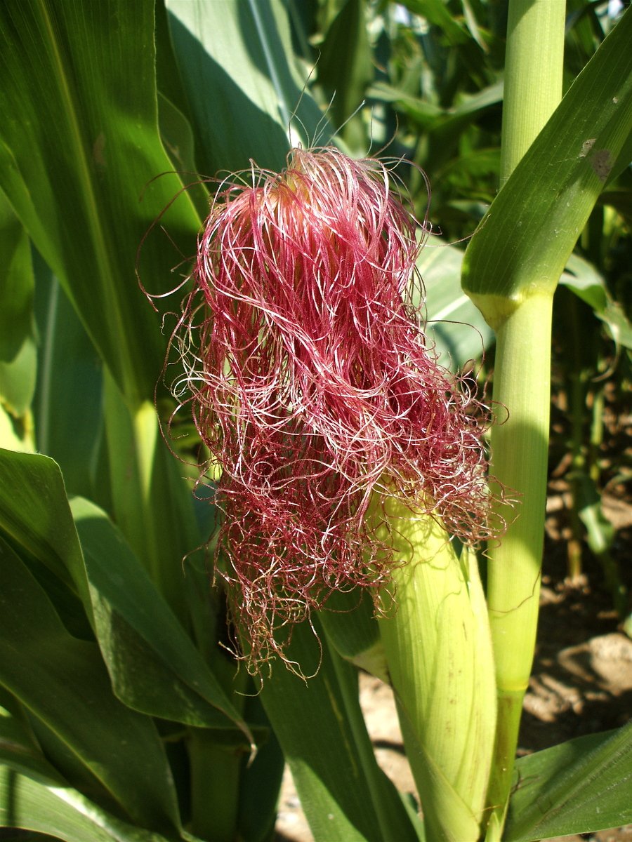 corn silk