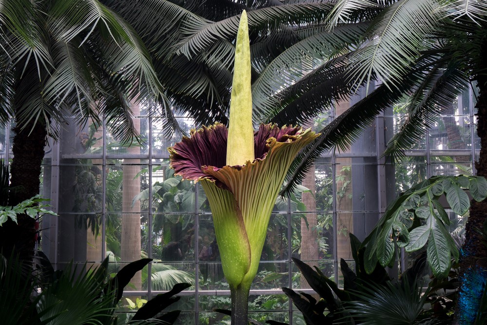 corpse flower