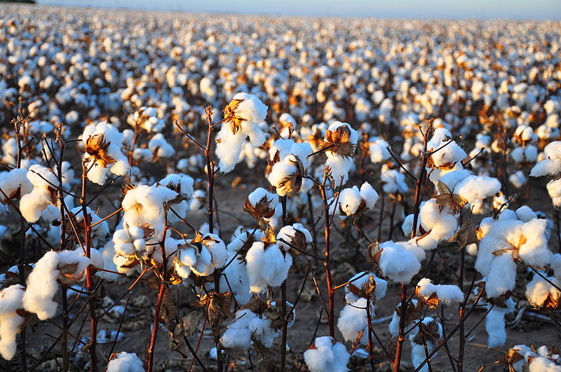 A field of cotton
