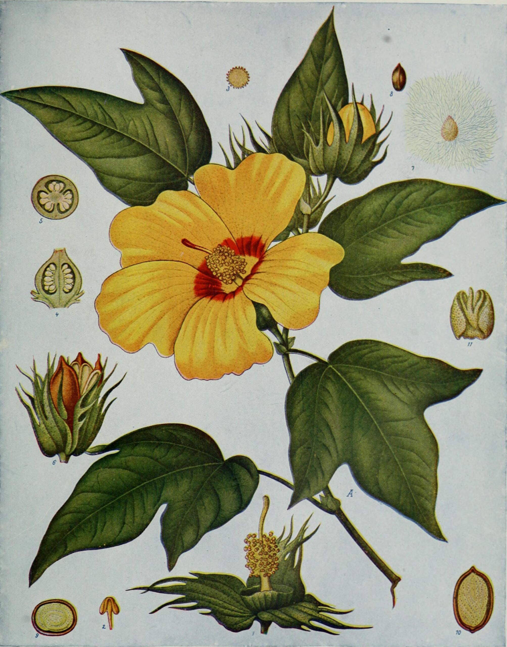 Cotton Flower