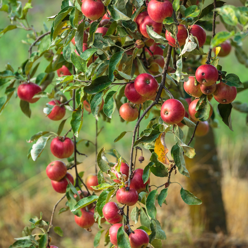 crabapples