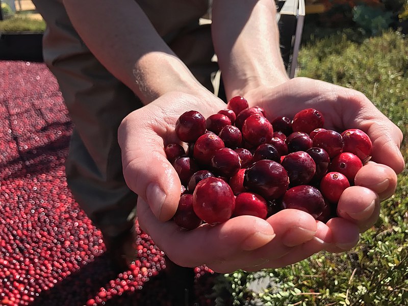 Handful of harvested cranberries