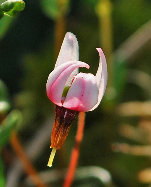 Cranberry blossom