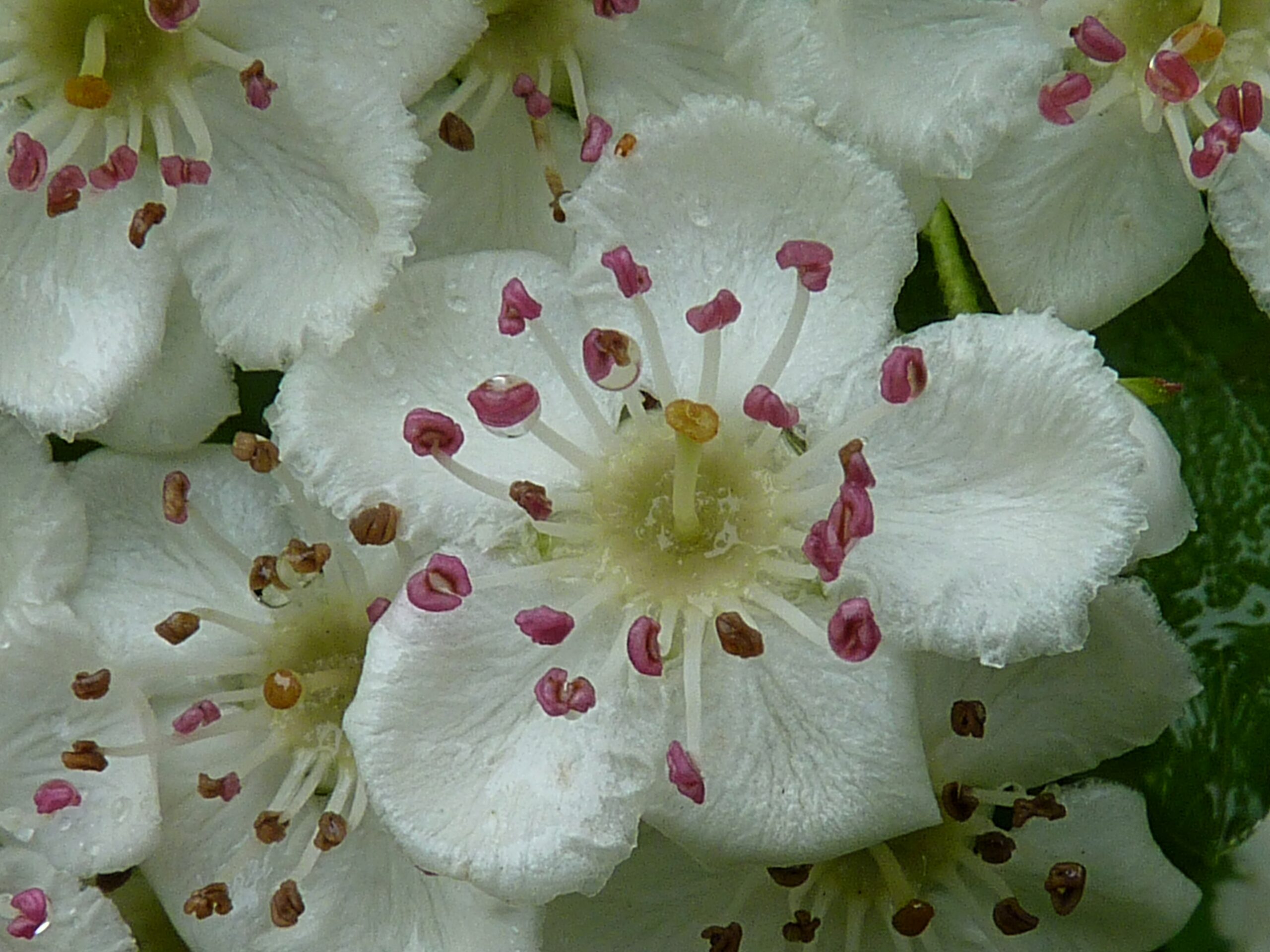 Crataegus monogyna flowers