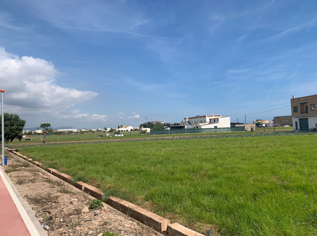 Cultivated field of nutsedge in Spain