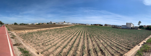 Wide angle shot of nutsedge growing in rows on a small farm in Spain