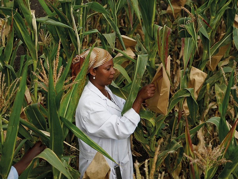 picture of Tigist Masresra, a technical assistant, working in the Highland Maize Breeding Program at Ambo Research Center, Ethiopia.